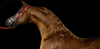 Carreras de caballos de pura raza árabe en el Hipódromo caballos de pura raza árabe