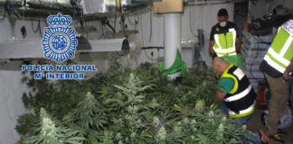 La Policía se incauta de casi 3.000 plantas de marihuana plantas de marihuana