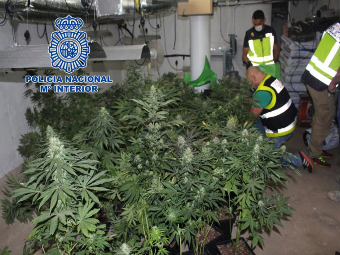 plantacion-marihuana-policia plantas de marihuana