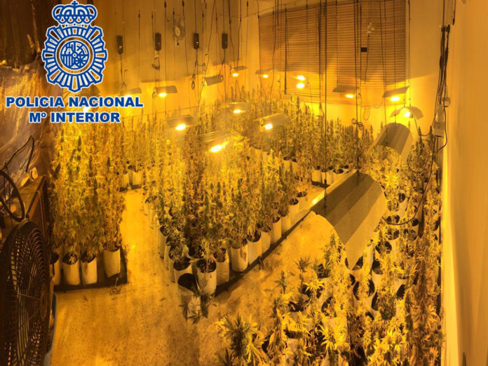 marihuana Policía Marihuana