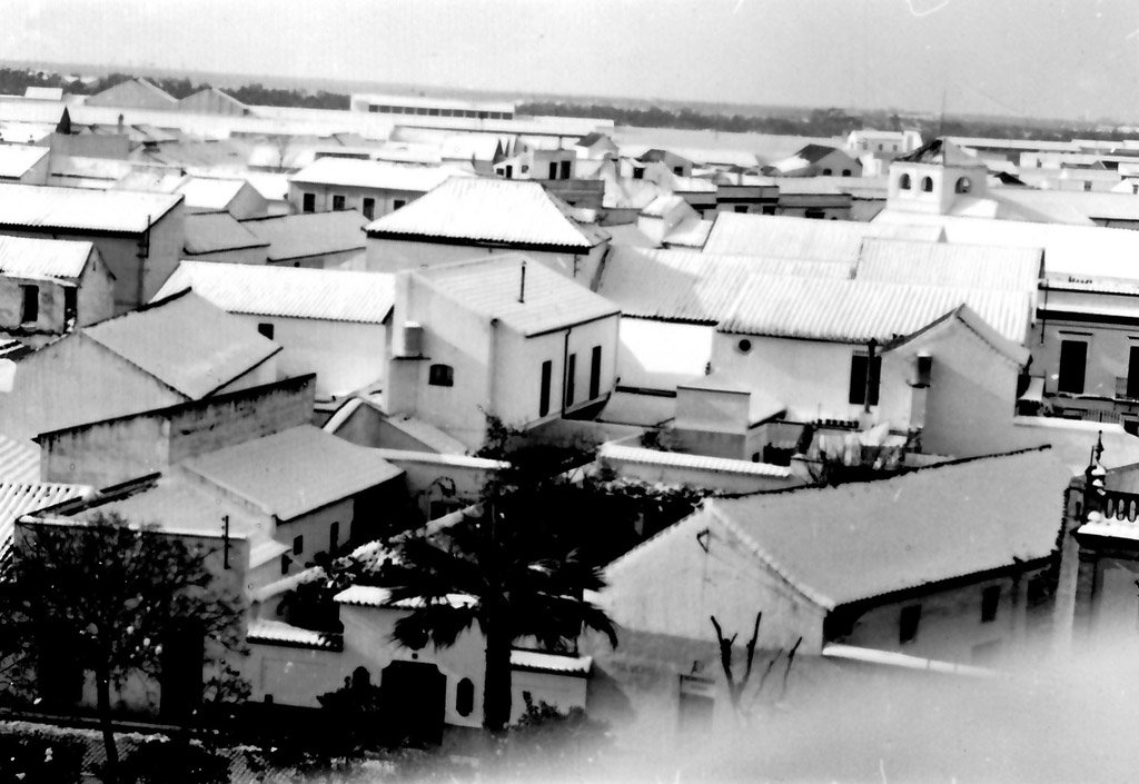 palmeras