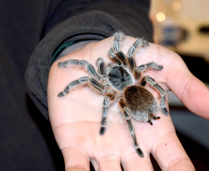 Tarantula-taller-ANFATHI Anfathi
