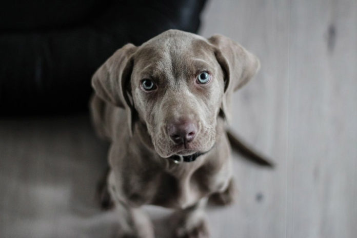 perro Curso de Obediencia Canina