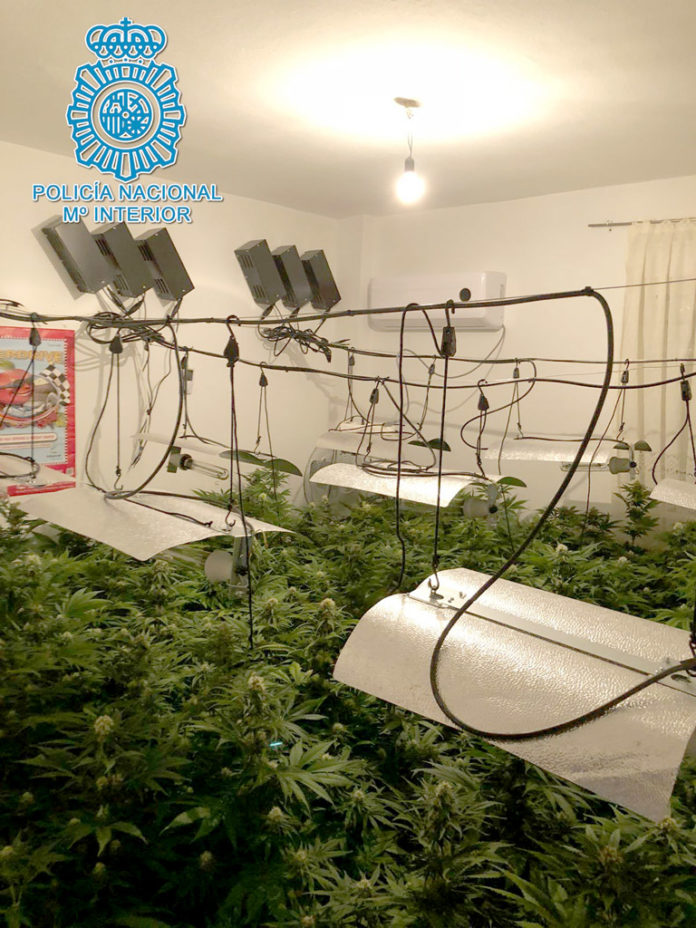 marijuana Policía Nacional