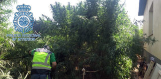 Detienen al propietario de una plantación de marihuana y a los que intentaron robársela marihuana