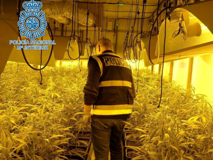 plantacion-marihuana marihuana ‘indoor’