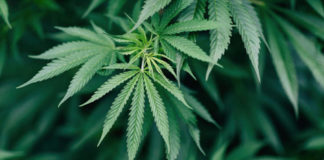 Desmantelada una plantación de marihuana camuflada en una vivienda plantación de marihuana