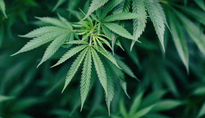 marijuana plantación de marihuana