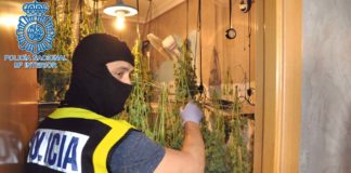 Desmantelada una plantación de marihuana indoor en un piso plantación de marihuana indoor