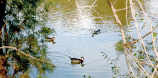 Curso de Turismo Ornitológico en la Laguna de Fuente del Rey curso de Turismo Ornitológico