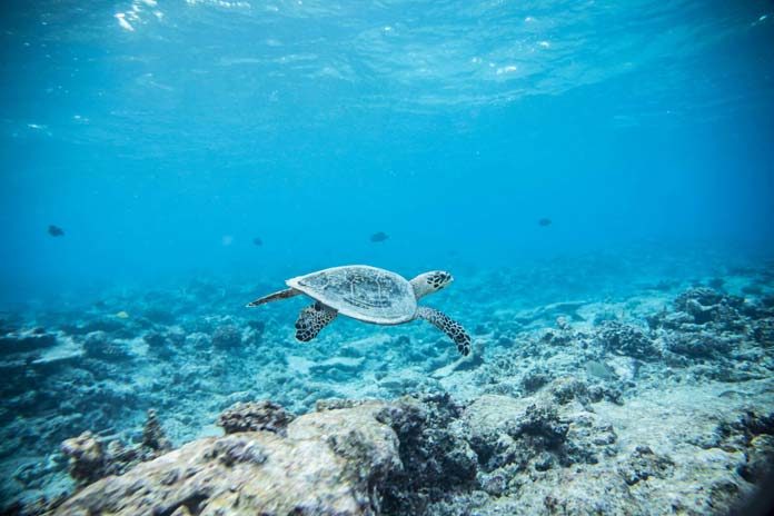 oceanos Día Mundial de los Océanos