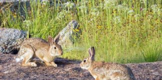La caza de conejos, autorizada en Dos Hermanas por superpoblación caza de conejos