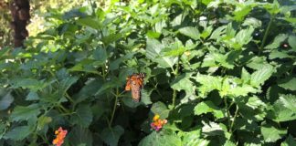 La mariposa monarca, una especie localizada en la plaza de «Los Jardines»