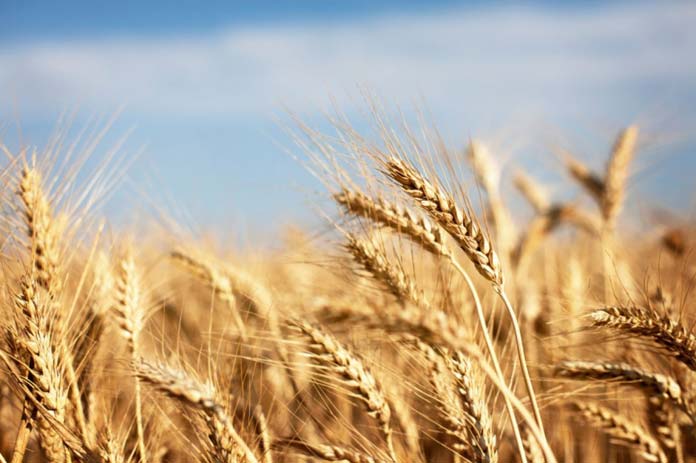 trigo sector alimentario