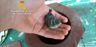 Un youtuber nazareno, investigado por la Guardia Civil por maltrato animal youtuber nazareno