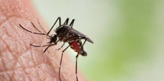 Dos Hermanas reclama a la Junta que actúe contra el mosquito de la Fiebre del Nilo Fiebre del Nilo
