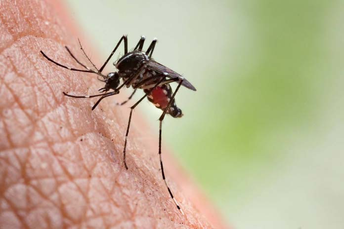 mosquito-nilo Fiebre del Nilo