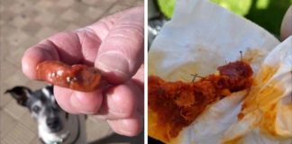 Alertan de cebos con alfileres en Entrenaranjos para las mascotas cebos con alfileres