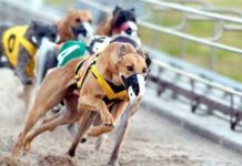 I Campeonato de España de Galgos en Campo con Liebre Mecánica Campeonato de España de Galgos