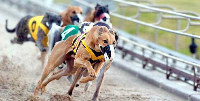 galgos Campeonato de España de Galgos